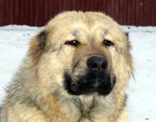 русский риск аши